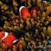 anemonefish_spinecheek_mid_h_0705_png1349.jpg